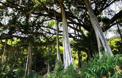 Banyan Tree in Danang