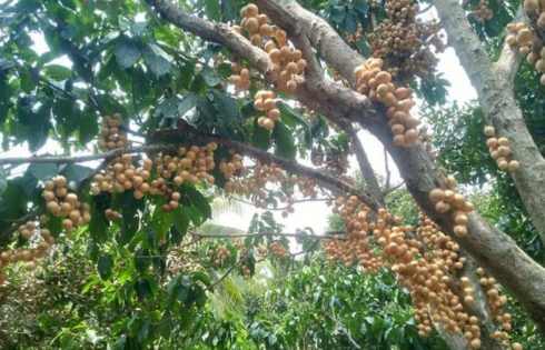 trung an fruit garden