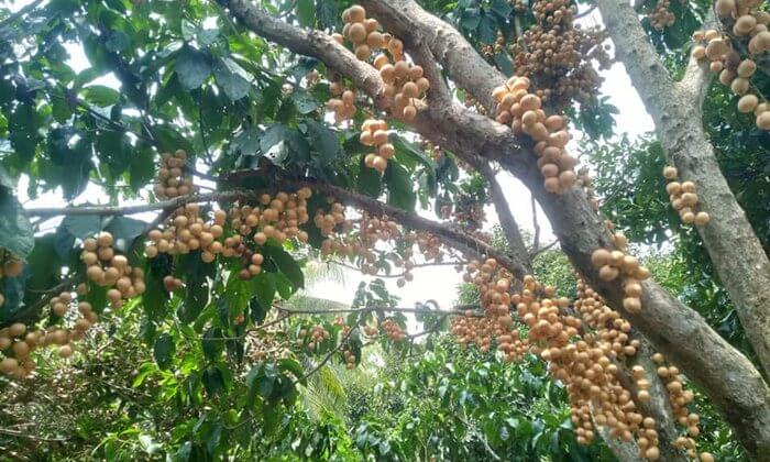 trung an fruit garden